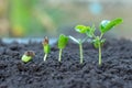 Sapling growing from the ground Royalty Free Stock Photo