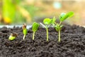 .Sapling growing from the ground Royalty Free Stock Photo