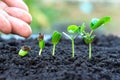 .Sapling growing from the ground Royalty Free Stock Photo