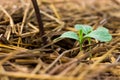 Sapling growing from the ground