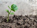 A sapling growing out of soil in the garden Royalty Free Stock Photo