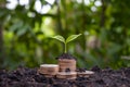 A sapling growing on a pile of coins has a natural backdrop. Royalty Free Stock Photo