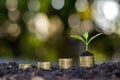 Sapling of growing plants on stacked coins and fertile soil. Royalty Free Stock Photo