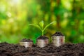 Sapling of growing plants on stacked coins and fertile soil. Royalty Free Stock Photo