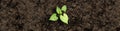 Sapling Growing From Soil Royalty Free Stock Photo