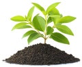 Sapling Growing From Soil, Representing New Life And Growth Royalty Free Stock Photo