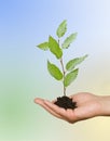 Sapling growing from soil Royalty Free Stock Photo