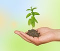 Sapling growing from soil Royalty Free Stock Photo