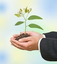 Sapling growing from soil Royalty Free Stock Photo