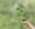 Sapling growing from soil Royalty Free Stock Photo