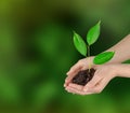 Sapling in hands Royalty Free Stock Photo