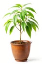 Mango Tree Sapling Himsagar Royalty Free Stock Photo
