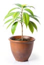 Mango Tree Sapling Himsagar Royalty Free Stock Photo