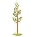 Sapling Royalty Free Stock Photo