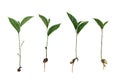 Sapling of Jackfruit isolated on white background.