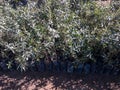 Sapling of Olive trees for olive tree plantation Royalty Free Stock Photo