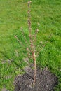 Sapling of a peach tree with flower kidneys (Prunus persica (L.) Batsch) Royalty Free Stock Photo