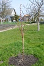 Sapling of a peach tree with flower kidneys (Prunus persica (L.) Batsch) on a garden site Royalty Free Stock Photo