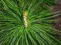 Sapling pine Siberian cedar, view from above. Beautiful ornamental tree for landscaping and landscape design, endangered species