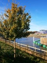 A young tree by the riverside on a sunny day in autumn