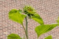 Sapling of a sunflower flower with its thick stem and leaves with a brick wall in a blurred background Royalty Free Stock Photo