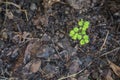 Sapling of the tree on the ground moisture.