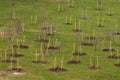 sapling tree for planting in the city park, concept of landscaping of the territory