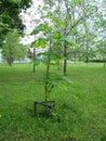 sapling tree ready for planting in the city park, concept of landscaping of territory