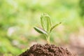 Sapling of trees Growing above the ground. Royalty Free Stock Photo