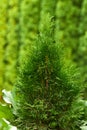 Sapling of western emerald thuja, young plant on the background of green natural hedge of grown trees