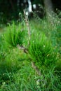 Sapling of wild pine, reborn after windbreak