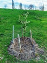 Sapling young apple tree planted in the park. Background - green grass Royalty Free Stock Photo