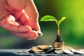 Saplings and coins on a blurred background Royalty Free Stock Photo