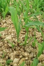 saplings of corn plants that are starting to grow. Royalty Free Stock Photo