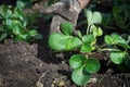 Saplings of earthlings in the greenhouse