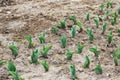 Saplings of flowers on a bed in the spring Royalty Free Stock Photo