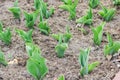 Saplings of flowers on a bed in the spring Royalty Free Stock Photo