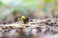 saplings that grow on the pile of coins include the white light flooding the trees. Royalty Free Stock Photo