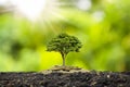 The saplings that grow on the pile of coins include the white light flooding the trees. Royalty Free Stock Photo