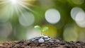 The saplings that grow on the pile of coins include the white light flooding the trees. Royalty Free Stock Photo