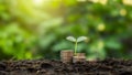 The saplings that grow on the pile of coins include the white light flooding the trees, business ideas, saving money. Royalty Free Stock Photo