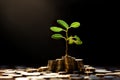 The saplings that grow on the pile of coins include the white light flooding the trees, business ideas, saving money, and economic Royalty Free Stock Photo