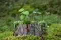 Saplings, moss and lichen on top of a stump of a tree Royalty Free Stock Photo