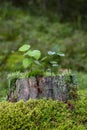 Saplings, moss and lichen on top of a stump of a tree Royalty Free Stock Photo