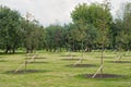 Saplings in a park Royalty Free Stock Photo