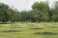 Saplings in a park