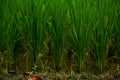 Close up of small paddy, rice plants growing with green long leaves, selective focusing