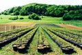 Saplings at tree farm Royalty Free Stock Photo