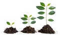 Saplings on white background Royalty Free Stock Photo