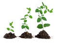 Saplings on white background Royalty Free Stock Photo
